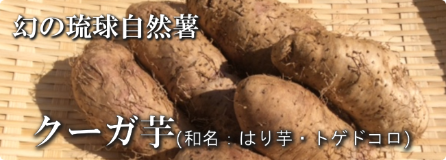 クーガ芋：琉球エコプロジェクト：画像2