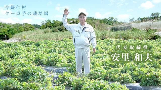 クーガ芋の畑から、こんにちは