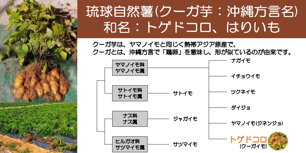 クーガ芋