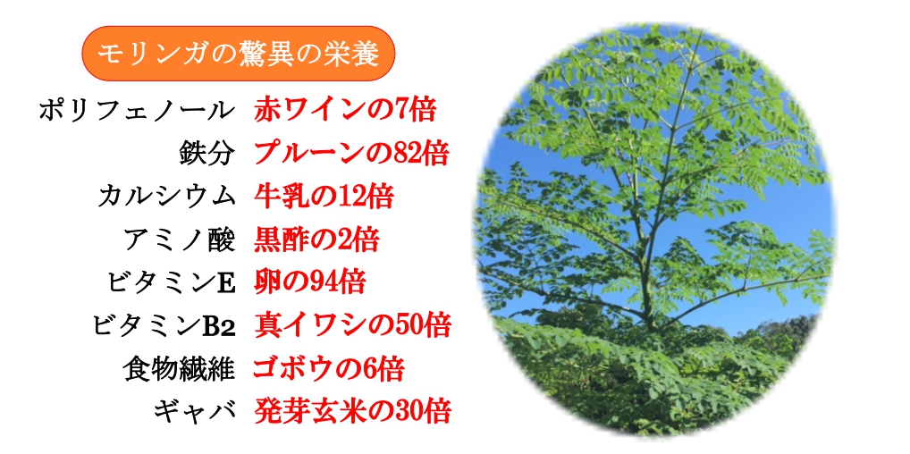モリンガ驚異の栄養