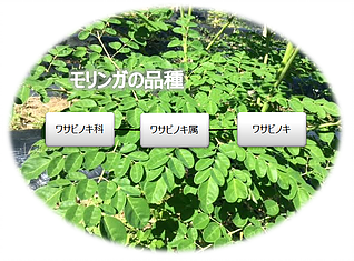 モリンガの品種